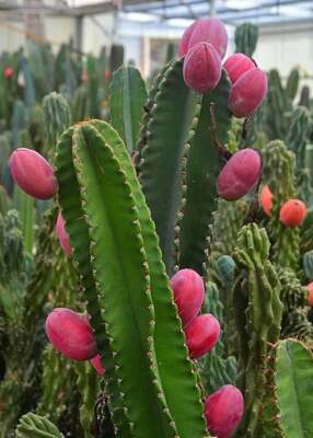 PERUVIAN APPLE CACTUS (Cereus peruvianus ) ORGANIC 8-12" UNROOTED  BUD/CUTTING | eBay