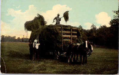 Vintage Postcard Farmers Gathering Hay With Horses In Open Field Scene