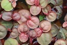 Red Root Floaters Floating Plant, Freshwater Aquarium Live Plant