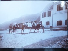 PHOTO ANCIENNE VERS 1900 VALLÉE DE LA PIQUE HOSPICE DE FRANCE ÂNES  LUCHON