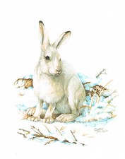 Schneeschuhhase Hasentiere Hasenartige - Kunstdruck-Bild - 25,5 x 17,5 cm