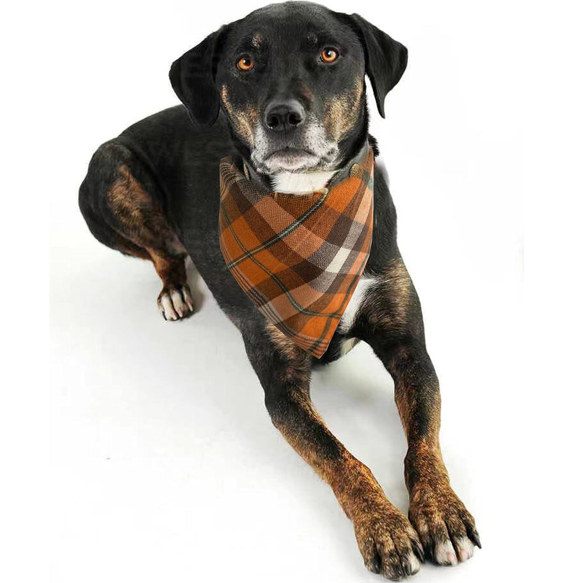 Orange Plaid Thanksgiving Dog Bandana - Holiday Pet Scarf For Small & Medium Dogs