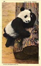 ILLINOIS Chicago Giant Panda Brookfield Zoo IL Vintage Postcard