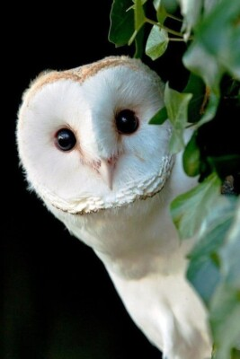 #ad Fridge Tool Box Magnet Barn Owl #203 $4.24