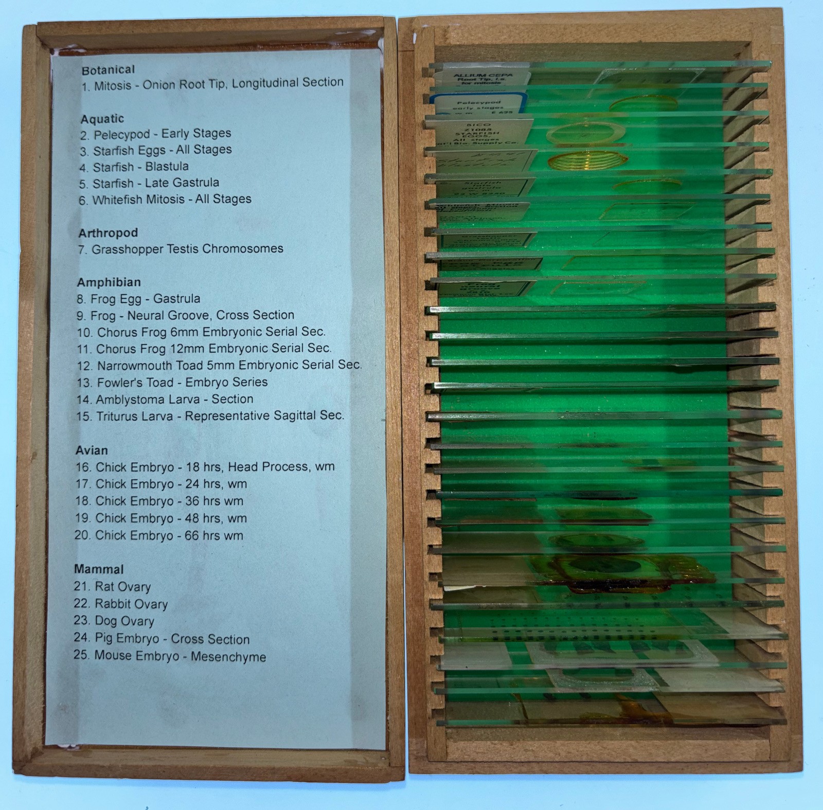 25 Vintage Embryology Microscope Slides - Chick Frog Starfish Mammal Wooden Case