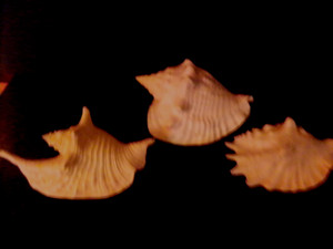 STROMBUS SET ( COSTATUS, GALLUS, SINUATUS )