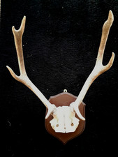 Rare Magnificent Vintage Taxidermy  Stag Antlers Mounted on Wooden Plaque