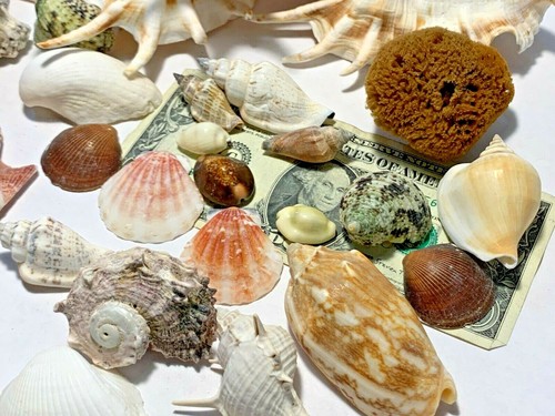 3 lbs. Large Indo Seashells Sea Shells Best Price FREE Ship! - Picture 5 of 5