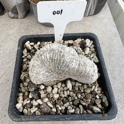 1pc Rare Cacti plant Astrophytum myriostigma 'Onzuka' WYSIWYG Self Rooted 5-7cm