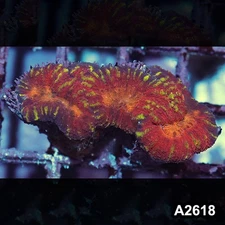 Item#A2618IN2618(S) WYSIWYG Aussie Ultra Unique Symphyllia