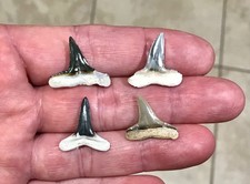 BEAUTIFUL & GRANDLY SIZED - B. VALLEY - LEMON SHARK SHARKTOOTH FOSSILS