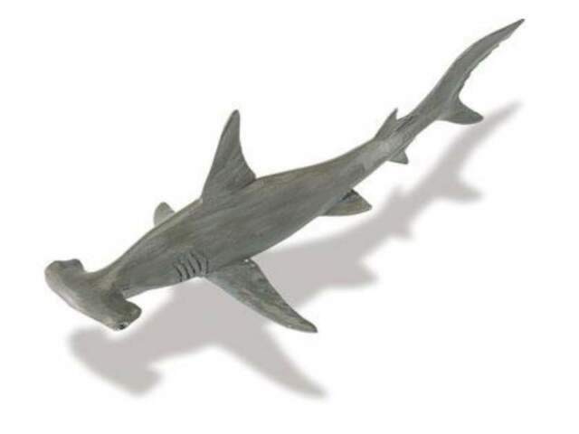 Pet Hammerhead Sharks For Sale