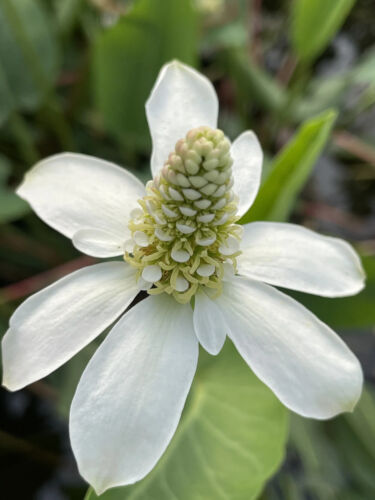 Plants Suitable for WILDLIFE POND or Small Aquatic Bog Garden Grass Reed Lily - Picture 2 of 70