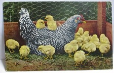 1910 POSTCARD CHICKEN AND LOTS OF CHICKS