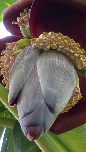Ice Cream Banana Plants Blue Java Musa balbisiana x Musa acuminata #4 - Picture 6 of 7