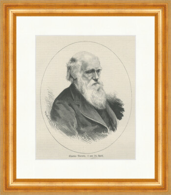 Charles Darwin Evolution Botaniker Biologe Zoologe Holzstich E 26225 Gerahmt