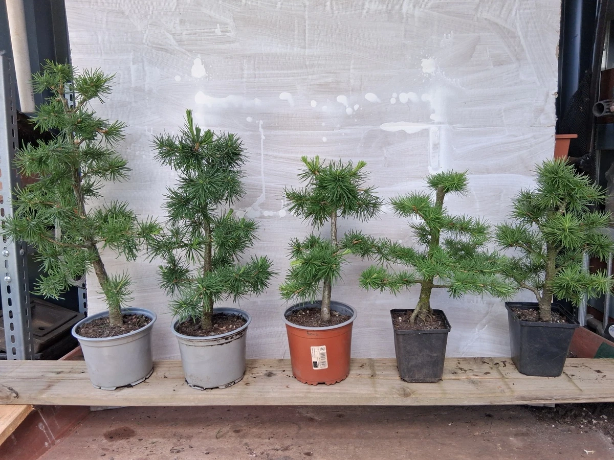 riesenmammutbaum bonsai Seedeo® Urwelt-Mammutbaum (Metasequoia glyptostroboides) Bonsai 100 Sa main image 1