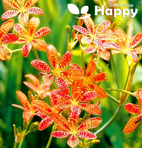 BLACKBERRY LILLY FLOWER - 24 seeds - Belamcanda Iris domestica - PERENNIAL - Picture 2 of 4