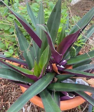 10 Organic Purple Rhoeo Leaves/Boule De Mas/Bouldimas  FRESH LEAVES