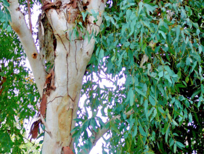 Eucalyptus camaldulensis, Red Gum - 1gram, ~600 Se eds