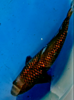 Chagoi Koi Fish
