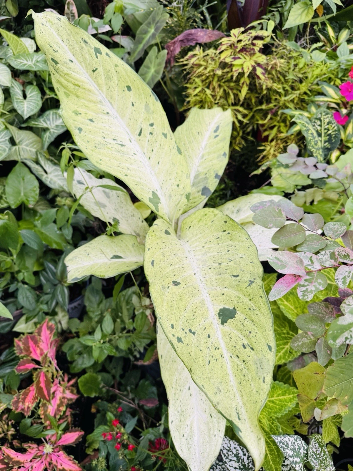 Dumb Cane or Leopard Lily Plant