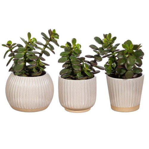 Grooved Planter Small Off White Assorted - Picture 2 of 9