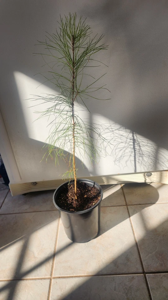 🌲PINE TREE SEEDLING LOBLOLLY VERY FAST GROWING  - Image 2 of 4