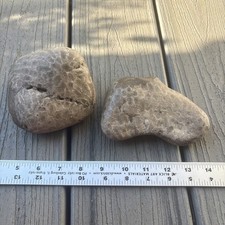 2 Large Unpolished Petoskey Stones 3.13 Pounds