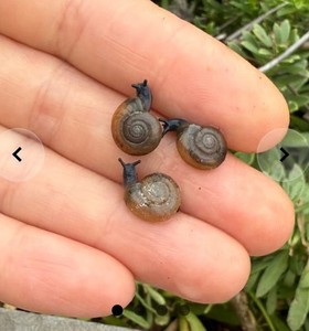 3 Live Triodopsis hopetonensis  Garden Land Snails 