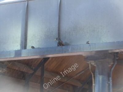 Photo 6x4 Poole: starlings take a bath Poole/SZ0191 I was suddenly aware c2011