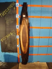 #8912  2" THICK black walnut live edge slab   