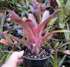 BUY 4 SAVE 20% BROMELIAD Billbergia DIABLO Lovely Purple Markings! Offset!