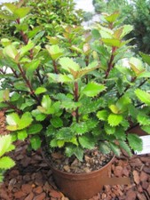Ilex meserveae Little Pirate - Amerikanischer Ilex Kleiner Pirat - 30-40cm