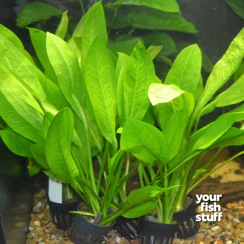Amazon Sword Echinodorus bleheri Live Aquarium Plant- *BUY 1 GET 1 at 50% OFF