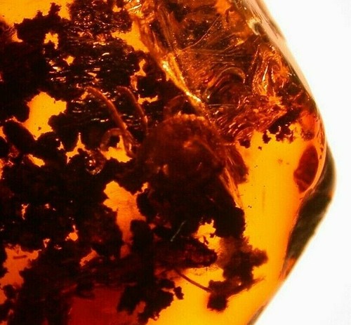 Ultra RARE Adult Hard Tick on Coprolites in Authentic Dominican Amber Fossil Gem - Picture 9 of 12