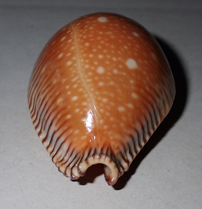 Picture 4 of 6