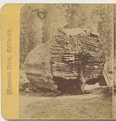 Felled Mammoth Tree with Auger Holes, c1870, California, Working Life