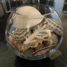 Huge lot of Ocean Seashell with glass bowl
