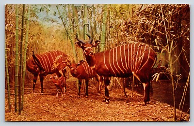 Postcard Chicago Natural History Museum Bongo Unposted Vintage