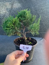 Shimpaku Juniper Pre Bonsai s10
