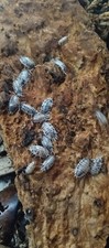 100 dairy cow isopods-FREE SHIPPING LIMITED TIME