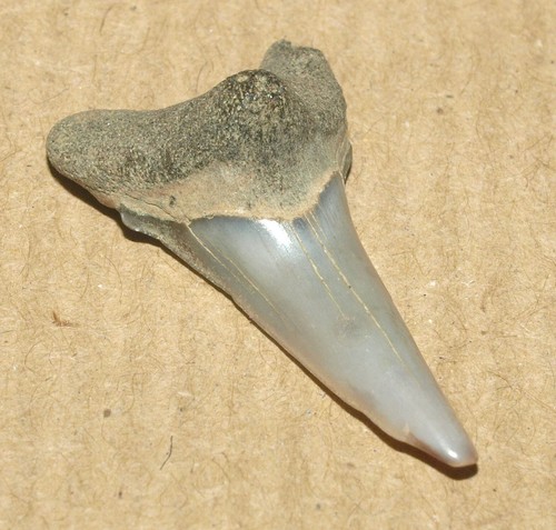 Acrolamna saratovi, RARE shark tooth from Cretaceous of Tambov region, Russia - Picture 6 of 15