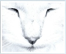 8x10" B W Grant Haist Photo, Close-Up of Kitty Cat Nose/Face GH-079
