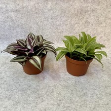 2x Tradescantias 1x Albiflora 1x Zebrina | 9cm Pots Bundle Trailing House Plants
