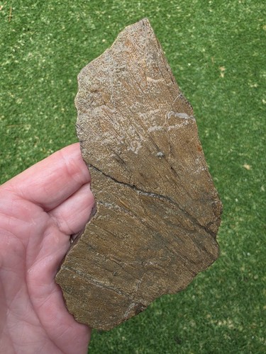 HUGE Archelon Protostega Carapace Plastron Piece Cretaceous Turtle TX