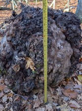 Tremendous Black Cherry Burl More Than 2 Feet Wide Exotic Figured Wood