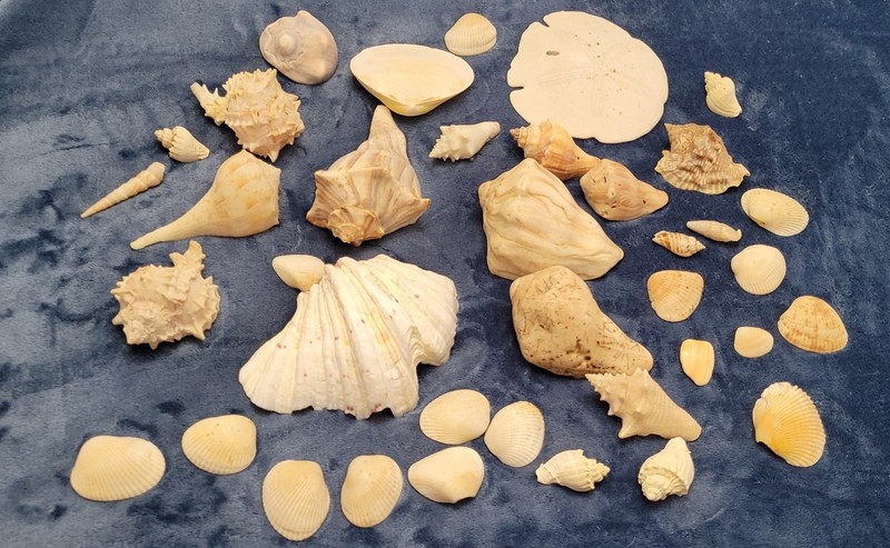 38 Vtg Estate Lot True Sea Shells Large To Small See Photos. Conch, Whelk, Etc.