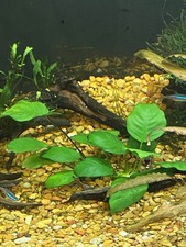 5X Beginner Aquatic Plant Bundle Snail free 