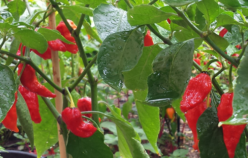 Naga Viper Chilli: 50 Seeds - One of the Hotest chilli in the world - Picture 9 of 10